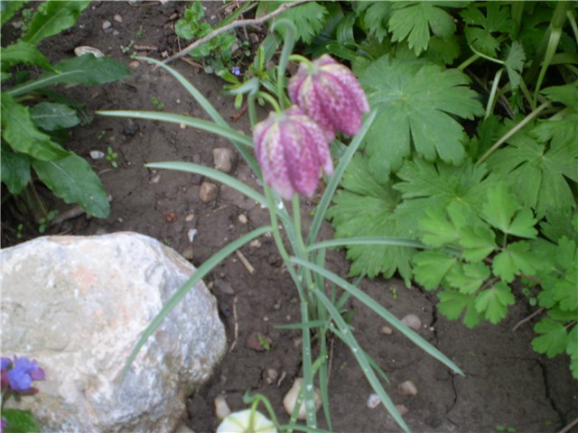 kockavica
